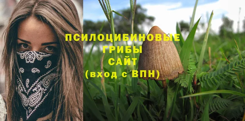 наркошоп  Тетюши  Псилоцибиновые грибы Psilocybine cubensis 